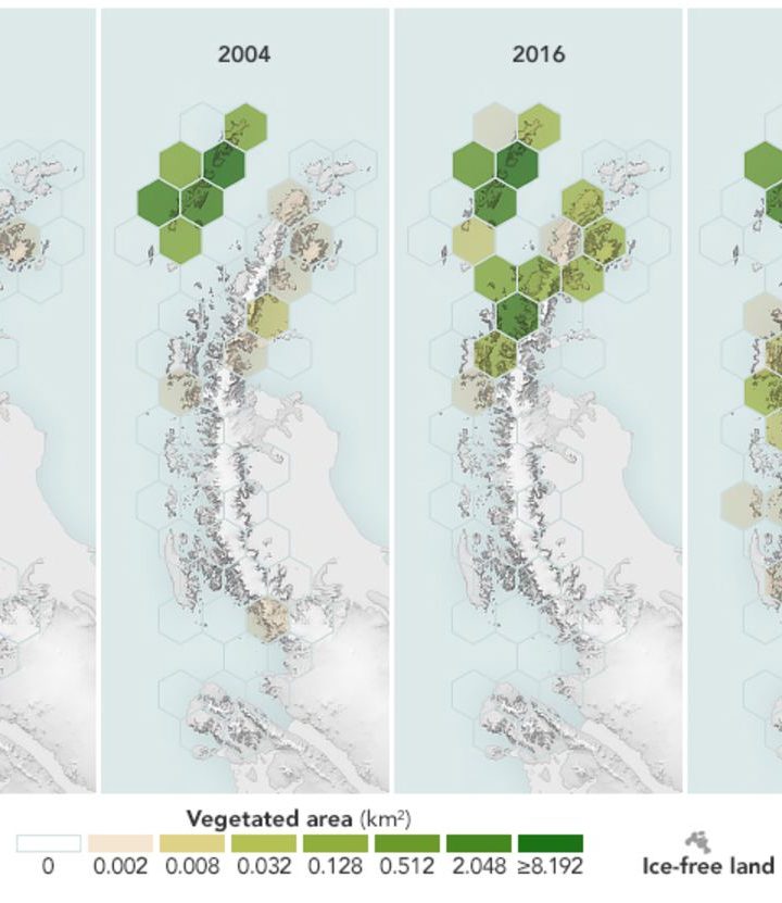 Antarctica Has Gotten 10 Times Greener in 35 Years