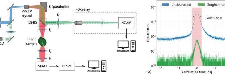 Infrared quantum ghost imaging illuminates—but doesn’t disturb—living plants