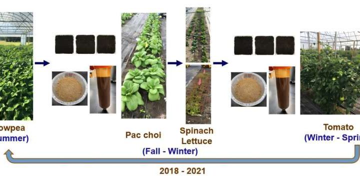 Investigating soil, nutrient impact on organic leafy greens in unheated, greenhouse-like high tunnel system