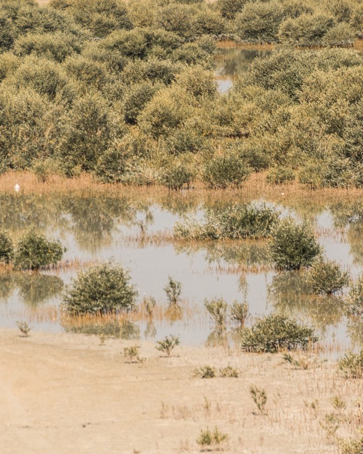 Tech to conserve carbon-storing mangroves gets under way in the United Arab Emirates